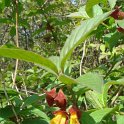 Lonicera involucrata fleur P2B P17